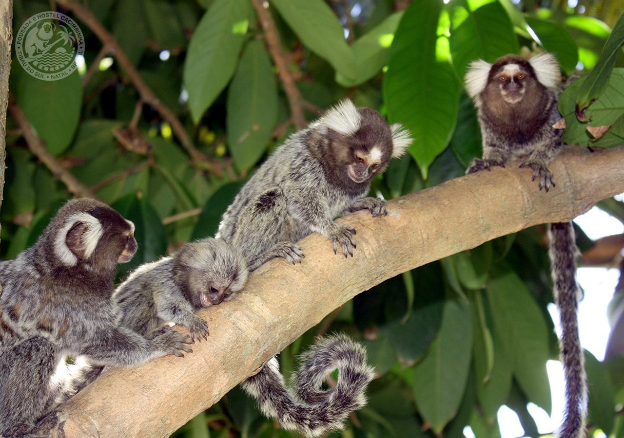 Pousada Cacimbinha - Epipa Hoteis Tibaú do Sul Exteriör bild